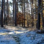 The Rise of Residential Food Forests: Edible Landscaping Trend