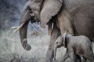 Wolf Tracking Adventures: Wildlife Conservation Tours