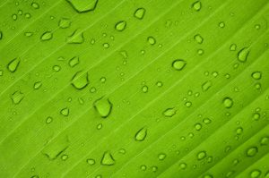 Desert Oasis Hopping: Green Spots in Sand Seas