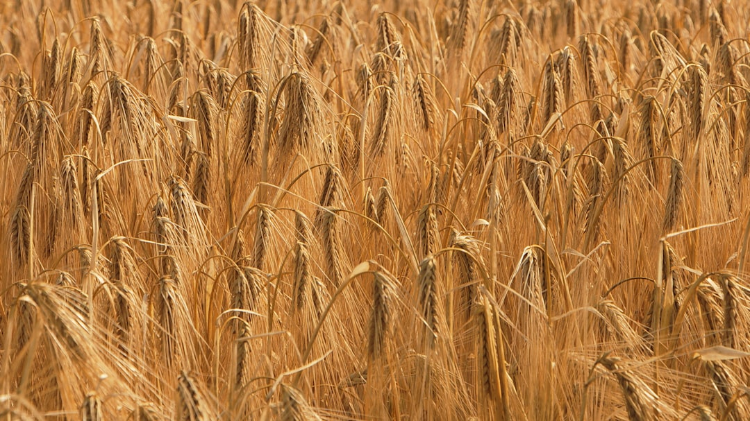 Ancient Grain Tours: Following Historic Cereals