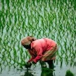 Traditional Rice Farming: Paddy Field Experiences