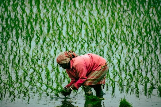 Traditional Rice Farming: Paddy Field Experiences