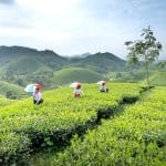 Mountain Tea Plantations: High-Altitude Harvesting