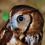 Coastal Bird Watching: Migratory Route Mapping