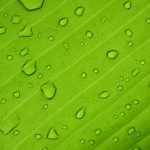 Desert Oasis Hopping: Green Spots in Sand Seas