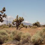 Desert Night Photography: Capturing Star Trails