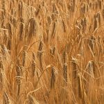 Ancient Grain Tours: Following Historic Cereals