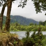 Ancient Olive Grove Tours: Mediterranean Heritage